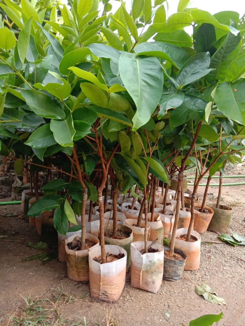 黑金刚，大叶红，黑珍珠莲雾苗