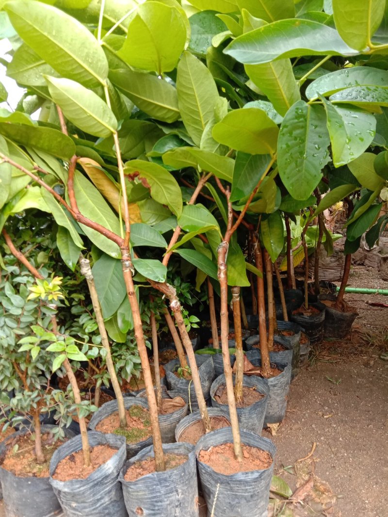 黑金刚，大叶红，黑珍珠莲雾苗