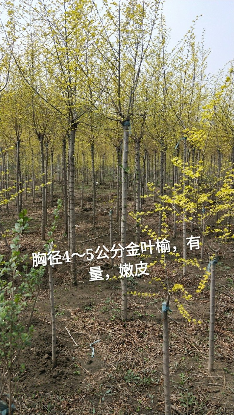 金叶榆，胸径3～8公分，1.8米嫁接点，工程用苗