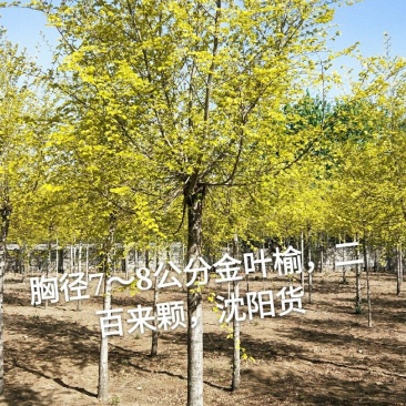 金叶榆，胸径3～8公分，1.8米嫁接点，工程用苗