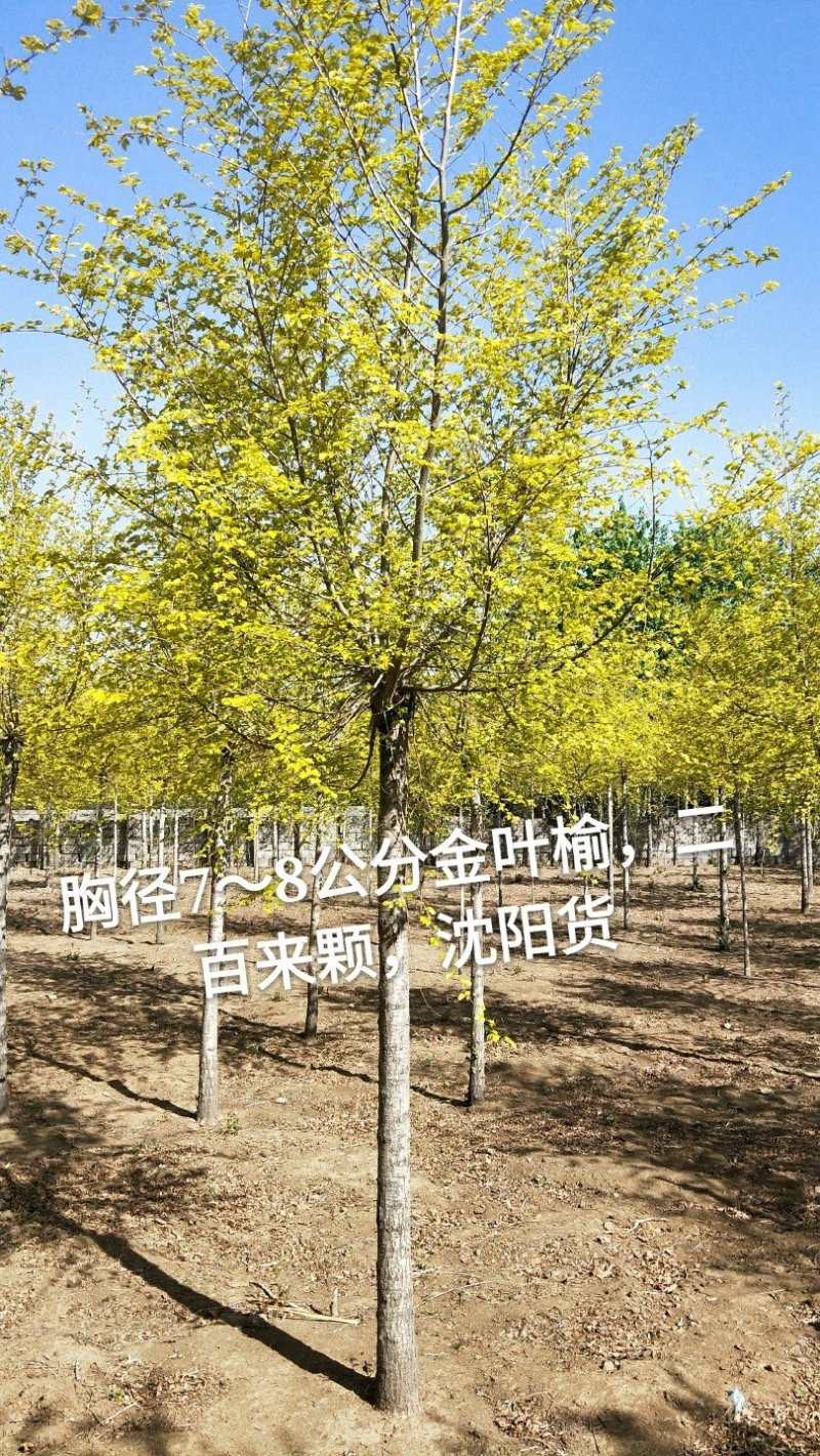 金叶榆，胸径3～8公分，1.8米嫁接点，工程用苗