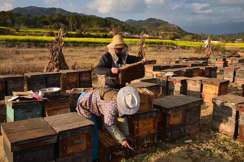 产地直供包邮农家自产天然纯蜂胶木框采集一斤顶20斤胶囊