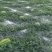 宁夏硒砂瓜《应季水果》产地直供保质保量可视频看货