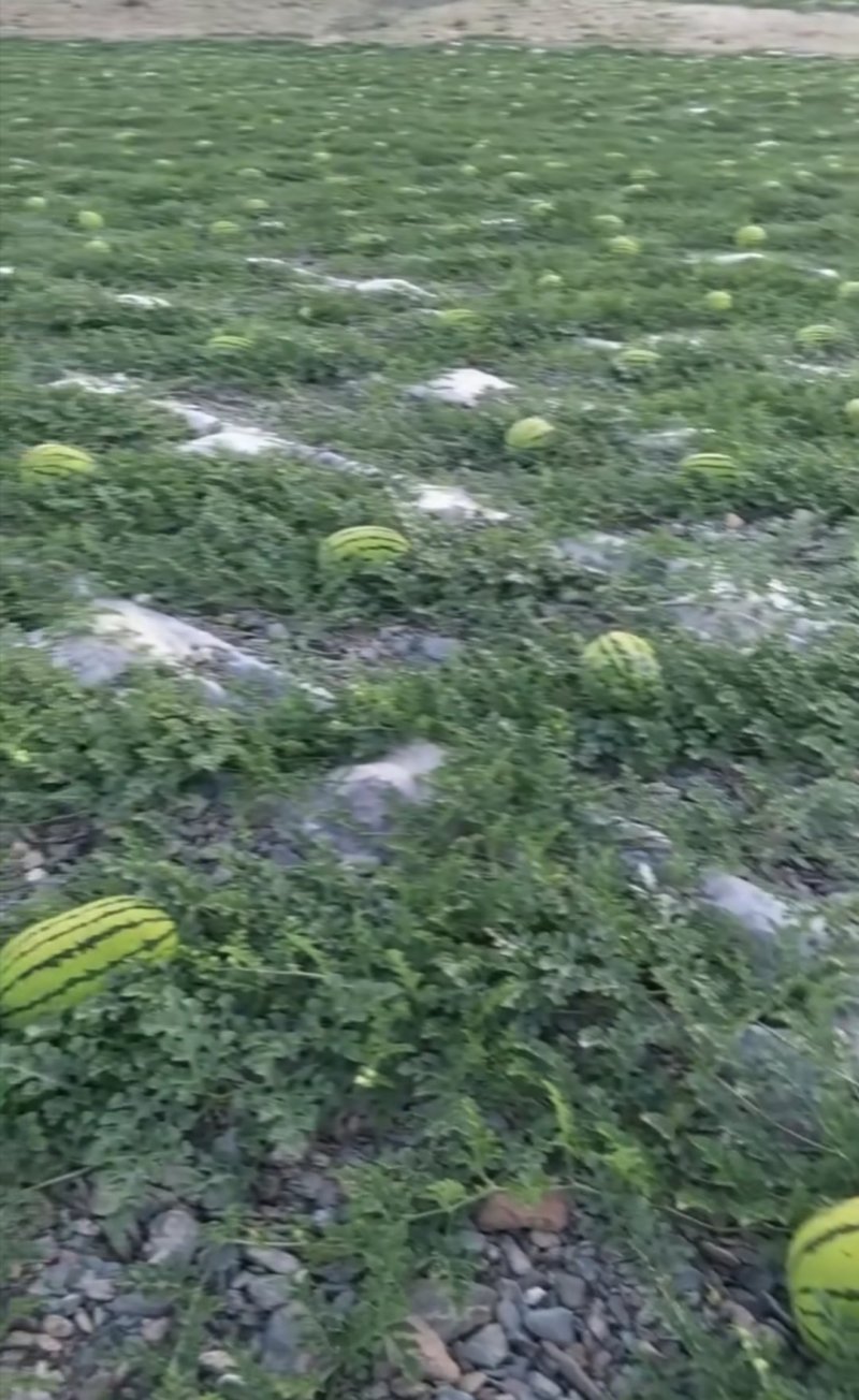 宁夏硒砂瓜《应季水果》产地直供保质保量可视频看货