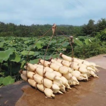 莲藕种苗食用巨无霸南斯拉夫高产莲藕种苗浅水深水莲藕种苗