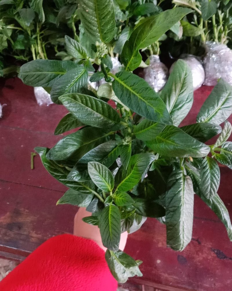 江苏人参果盆栽带果发货可食用观果庭院盆栽绿植花卉