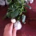 江苏人参果盆栽带果发货可食用观果庭院盆栽绿植花卉