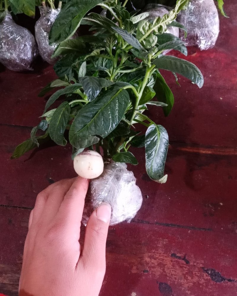 江苏人参果盆栽带果发货可食用观果庭院盆栽绿植花卉
