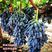 甜蜜蓝宝石葡萄苗当年结果新品种篮宝石树南北方种植
