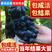 甜蜜蓝宝石葡萄苗当年结果新品种篮宝石树南北方种植