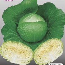 甘蓝水果甘蓝
