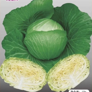 甘蓝水果甘蓝