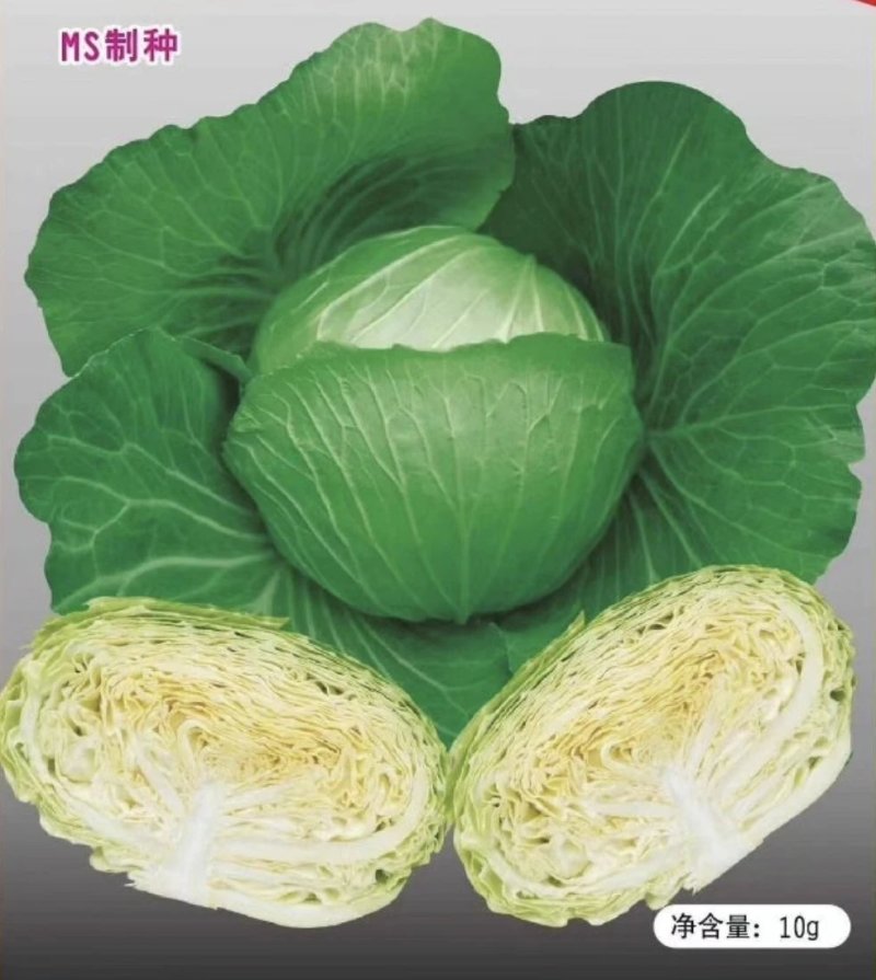 甘蓝水果甘蓝