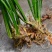 野生水菖蒲