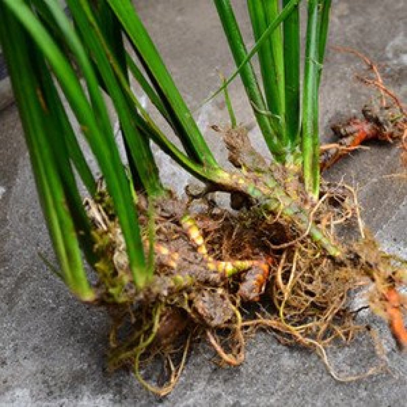 野生水菖蒲