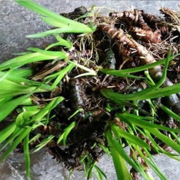 野生水菖蒲