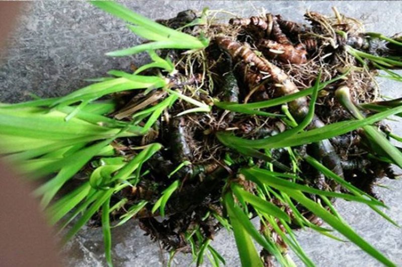 野生水菖蒲