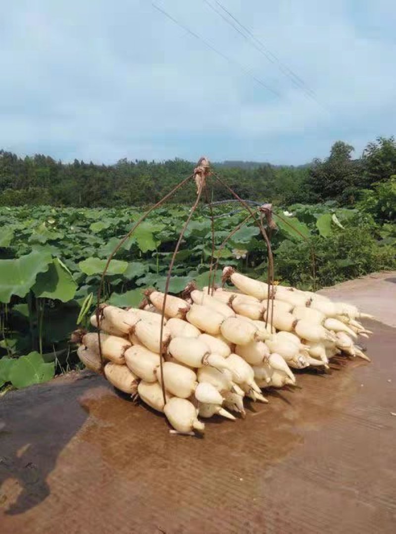 高产食用巨无霸藕苗莲藕种南斯拉夫藕种苗浅水深水种植藕苗