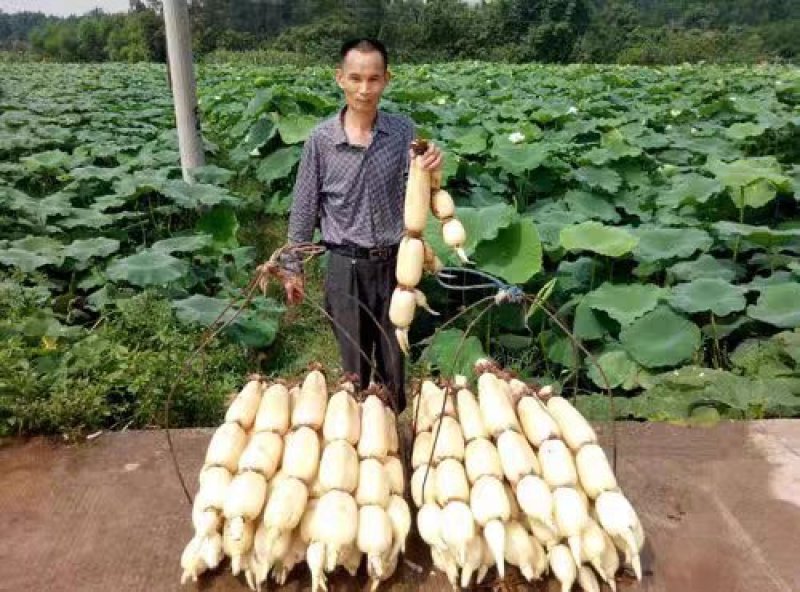 高产食用巨无霸藕苗莲藕种南斯拉夫藕种苗浅水深水种植藕苗