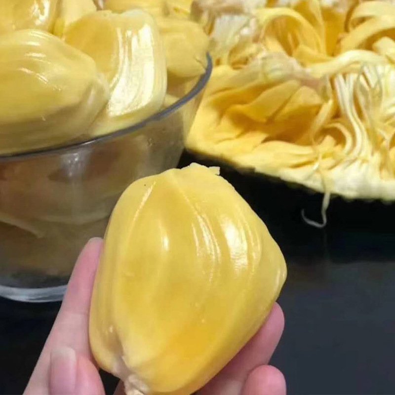 【支持一件代发】海南菠萝蜜，肉粒饱满甜度高，热卖款