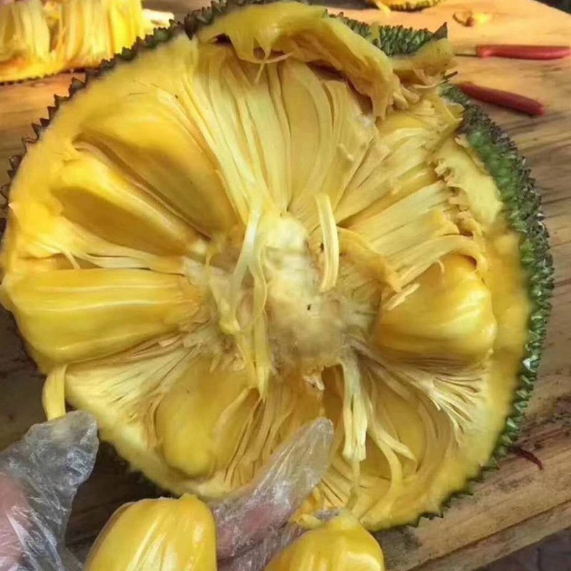 【支持一件代发】海南菠萝蜜，肉粒饱满甜度高，热卖款