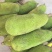 【支持一件代发】海南菠萝蜜，肉粒饱满甜度高，热卖款