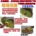 【支持一件代发】海南菠萝蜜，肉粒饱满甜度高，热卖款