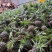 【现发】超甜新鲜大菠萝香水大菠萝手撕菠萝水果凤梨菠萝批发