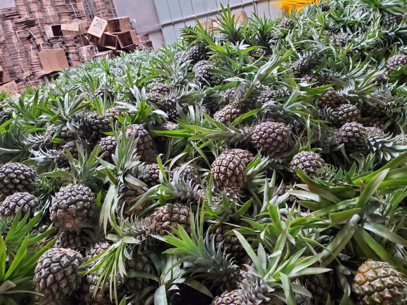 【现发】超甜新鲜大菠萝香水大菠萝手撕菠萝水果凤梨菠萝批发