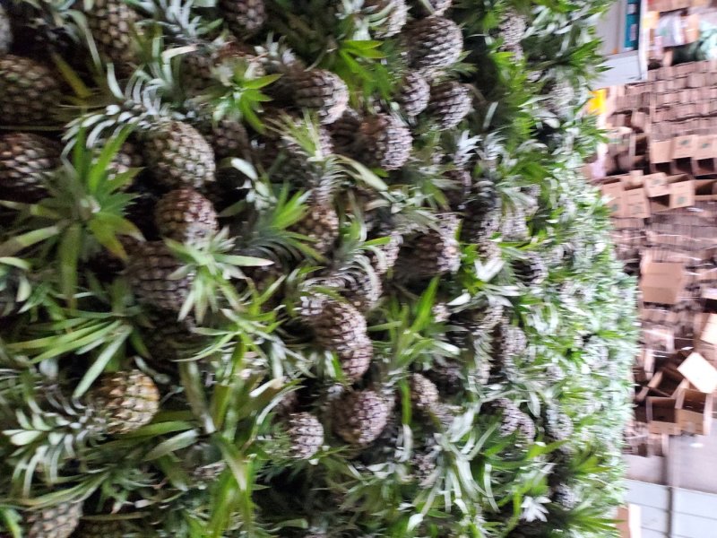 【现发】超甜新鲜大菠萝香水大菠萝手撕菠萝水果凤梨菠萝批发