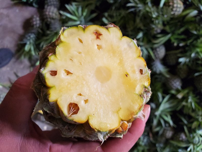 【现发】超甜新鲜大菠萝香水大菠萝手撕菠萝水果凤梨菠萝批发