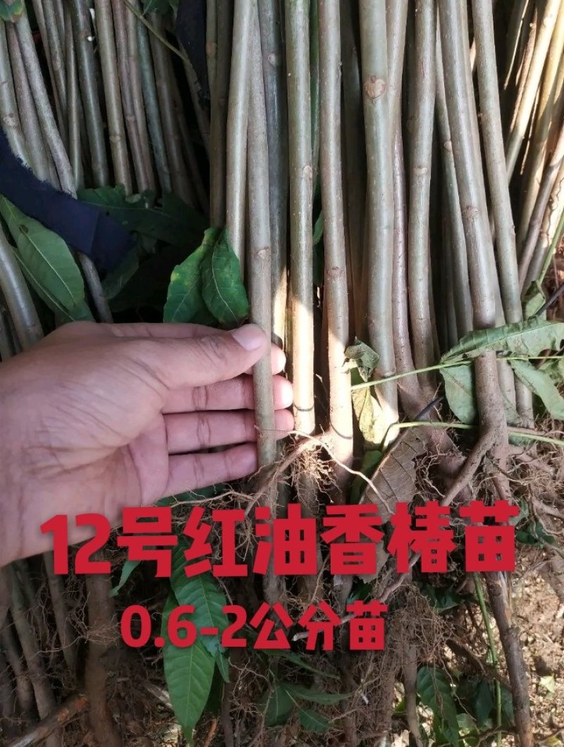 香椿苗：红油6号香椿苗，大棚，露天采摘，山东矮化香椿苗