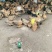 芦花混雏，4月份开始育雏接受预定啦