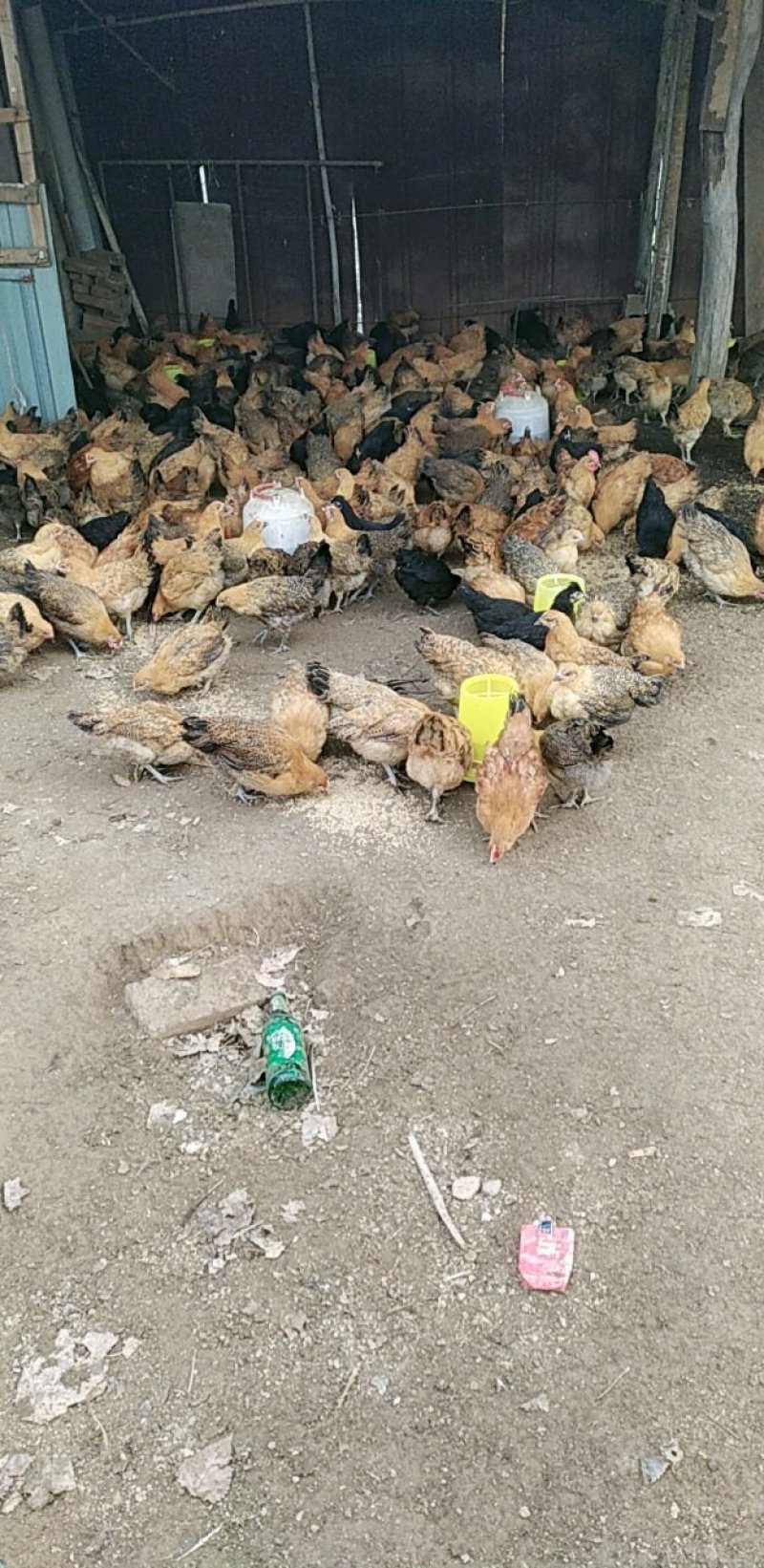 芦花混雏，4月份开始育雏接受预定啦