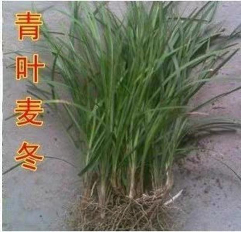 麦冬草日本矮麦冬草高档庭院耐寒四季常青中叶细叶金边麦冬