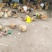 芦花混雏，4月份开始育雏接受预定啦