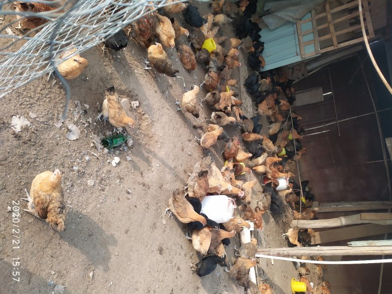 芦花混雏，4月份开始育雏接受预定啦