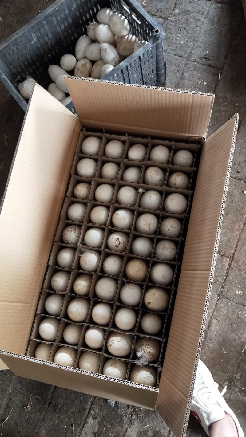 新鲜鹅蛋，大量出售价格美丽货源稳定质量好。价格实惠
