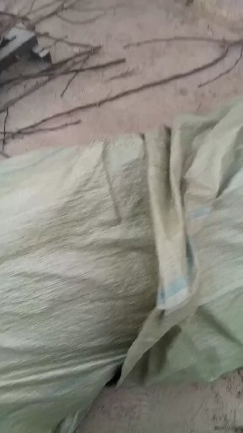 美早大樱桃树基地，保证质量，物流方便，诚信经营