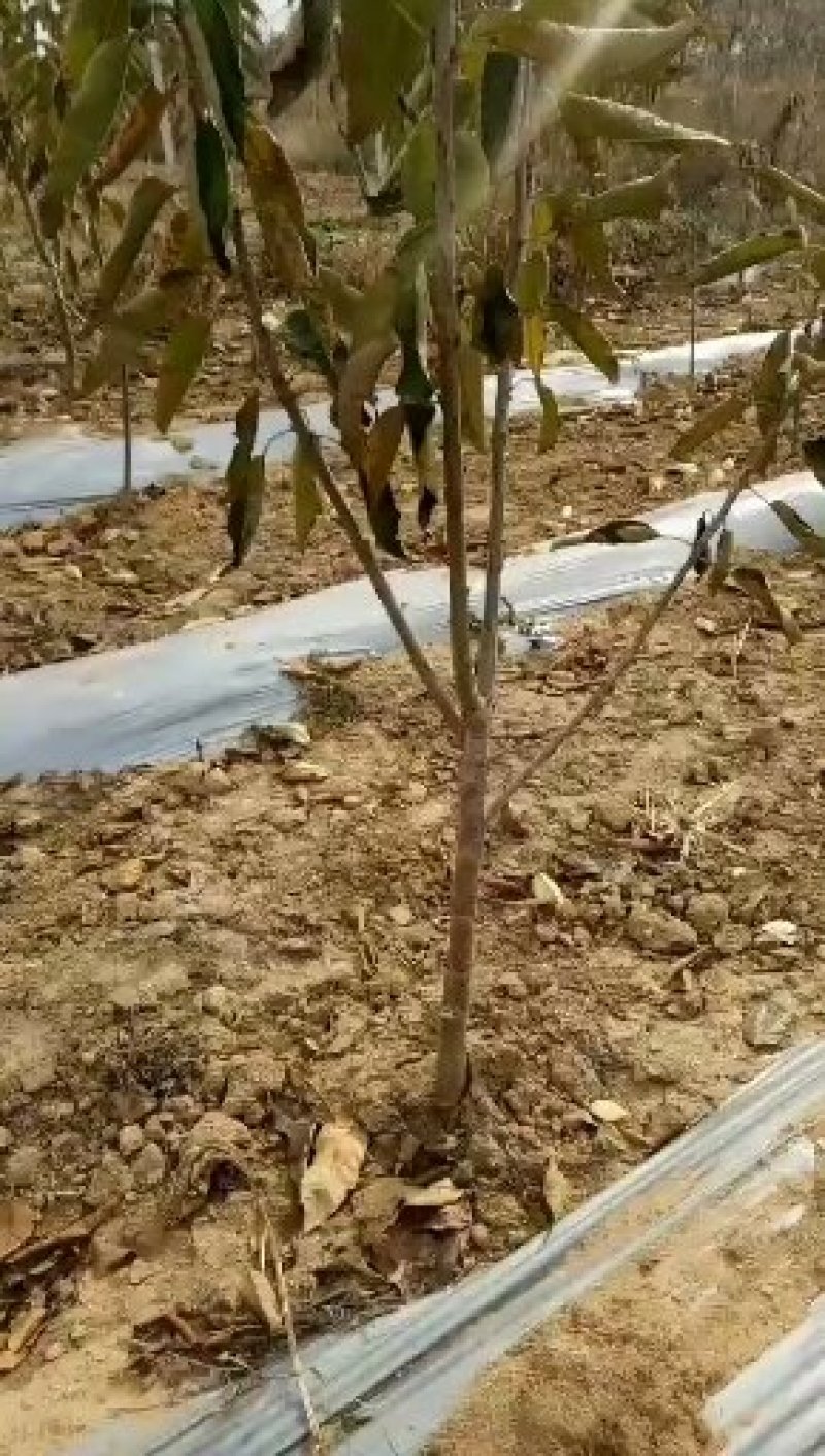 美早大樱桃树基地，保证质量，物流方便，诚信经营