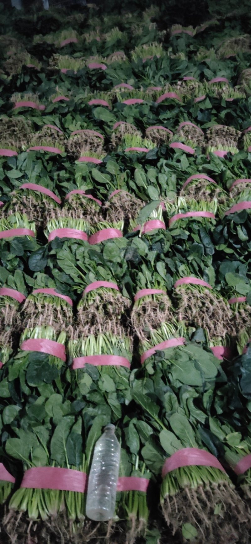 大叶【大棚精品菠菜】20--35公分，货量充足，质量保证