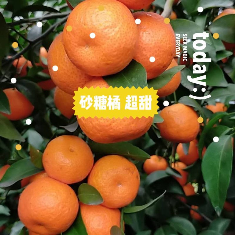沙糖糖桔产地直供，主生产广西桂林市全州县