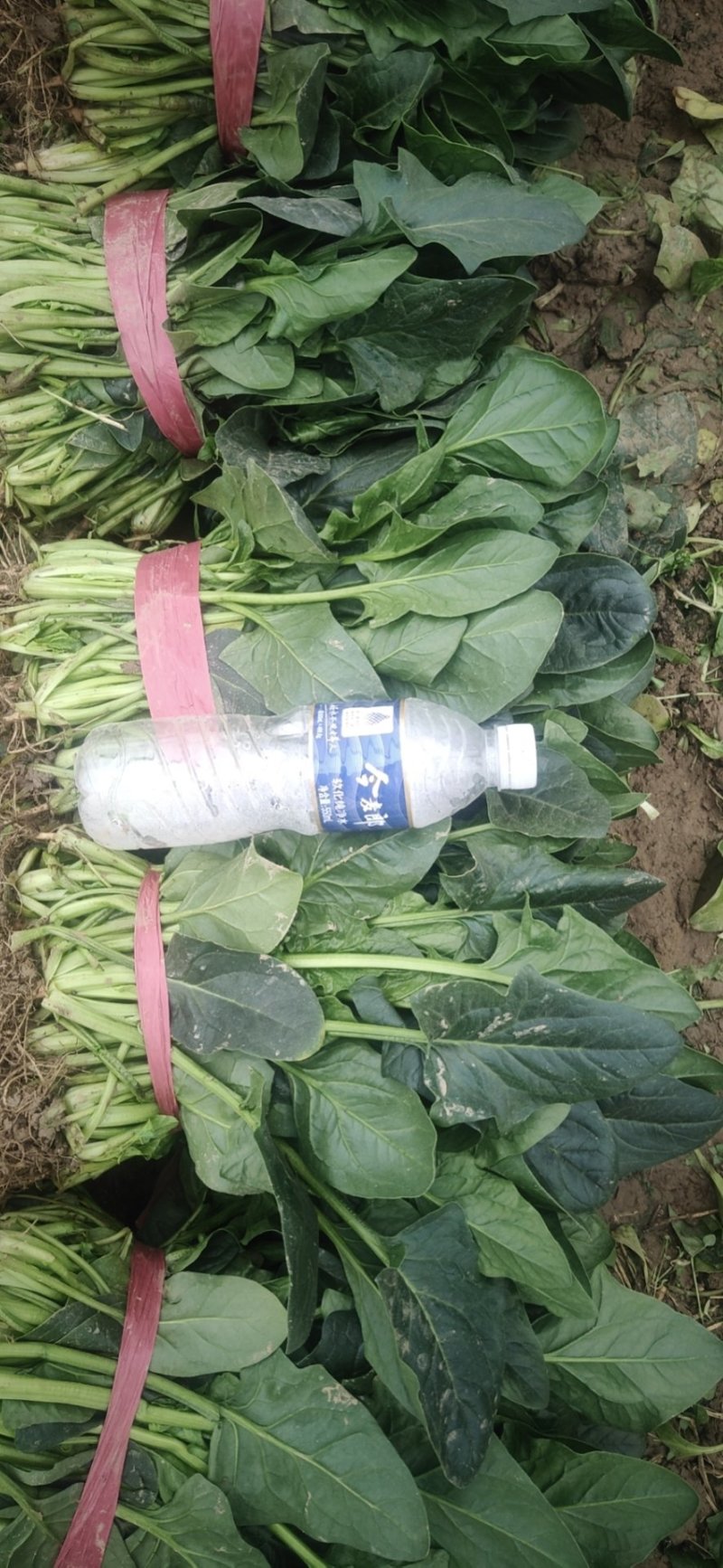 【大叶菠菜】万亩精品大棚菠菜直发欢迎采购