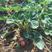 草莓苗（奶油，香蕉，四季草莓，章姬，红颜）盆栽地栽南北