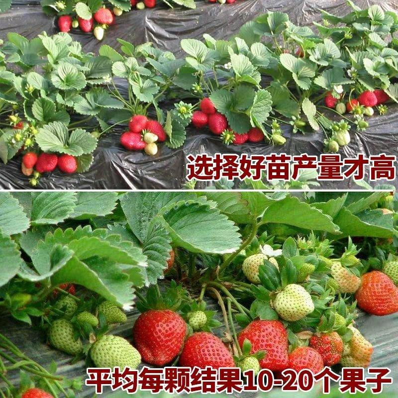 草莓苗（奶油，香蕉，四季草莓，章姬，红颜）盆栽地栽南北