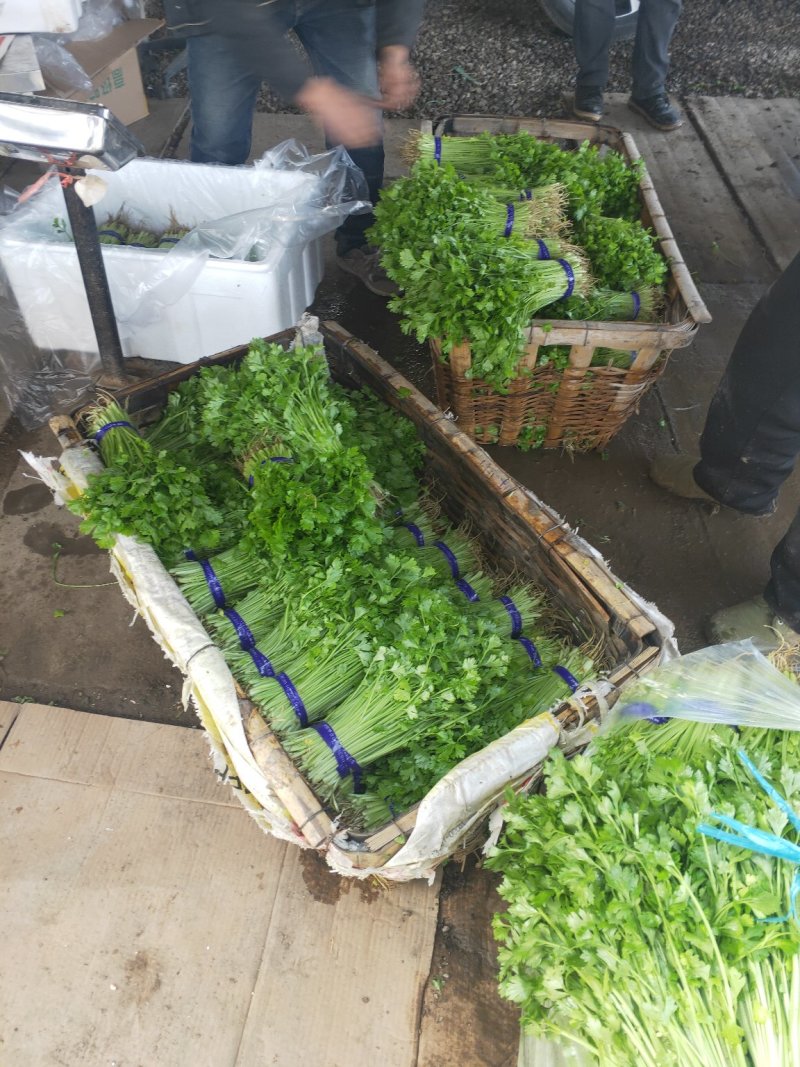 【优选商家】山芹菜芹菜苗小芹菜香芹苗基地直供