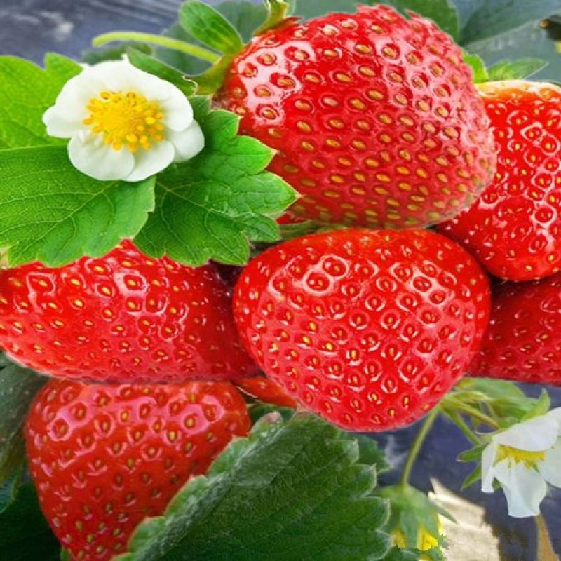 现摘冷冻冬草莓新鲜水果甜草莓露天奶油牛奶草莓