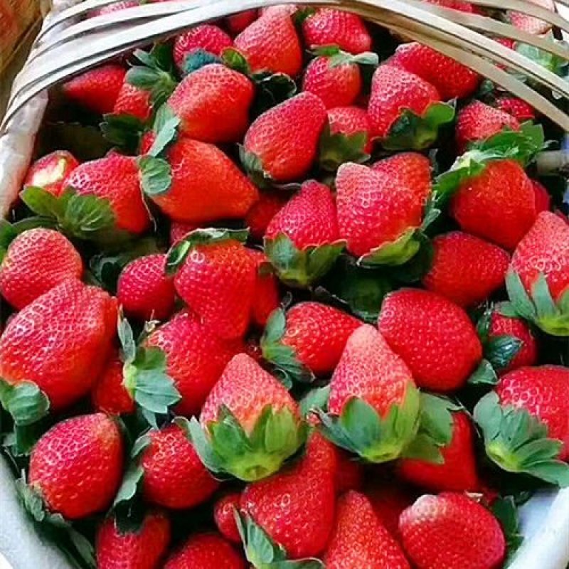 现摘冷冻冬草莓新鲜水果甜草莓露天奶油牛奶草莓