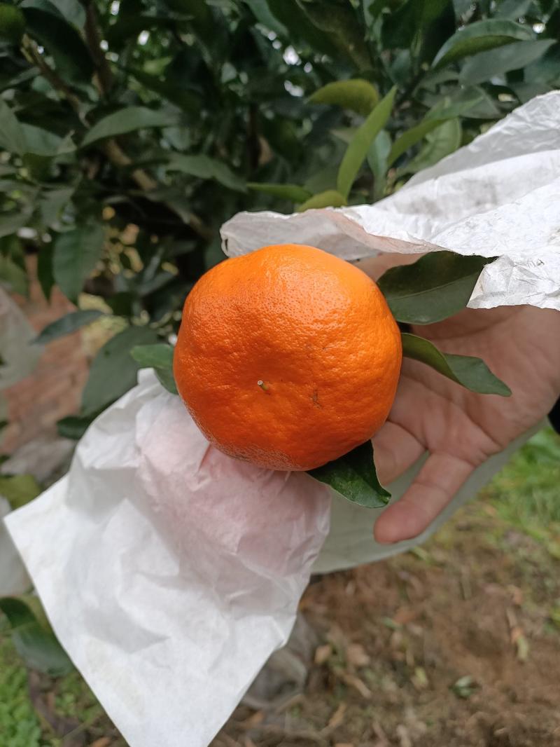 明日见柑橘苗，杯苗出售中，品种纯正无病虫害