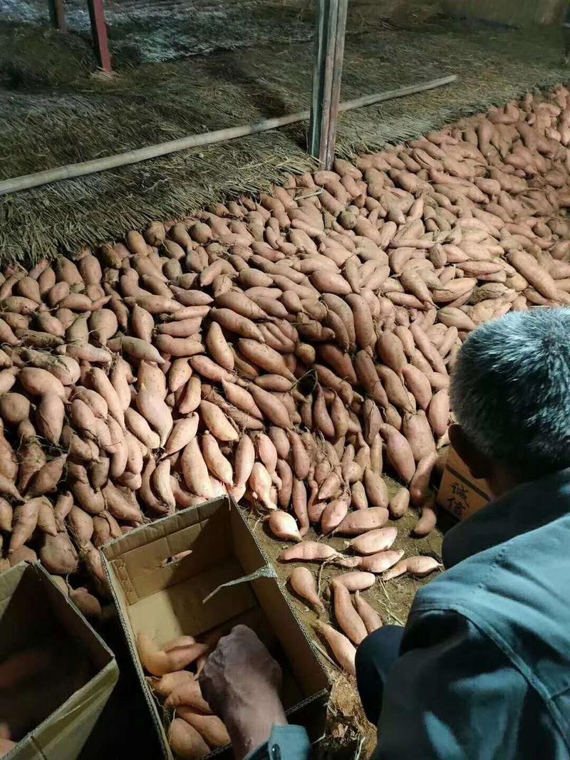 红薯，蜜薯大量上市品种齐全，一手货源产地直供价格美丽